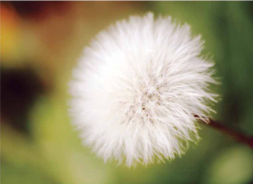 'Truman'