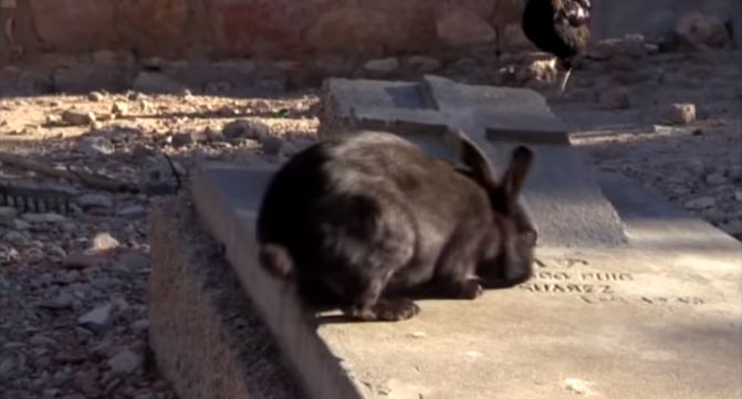 La agencia EFE recupera la historia de un cementerio de republicanos abandonado en el patio trasero de una casa de Túnez