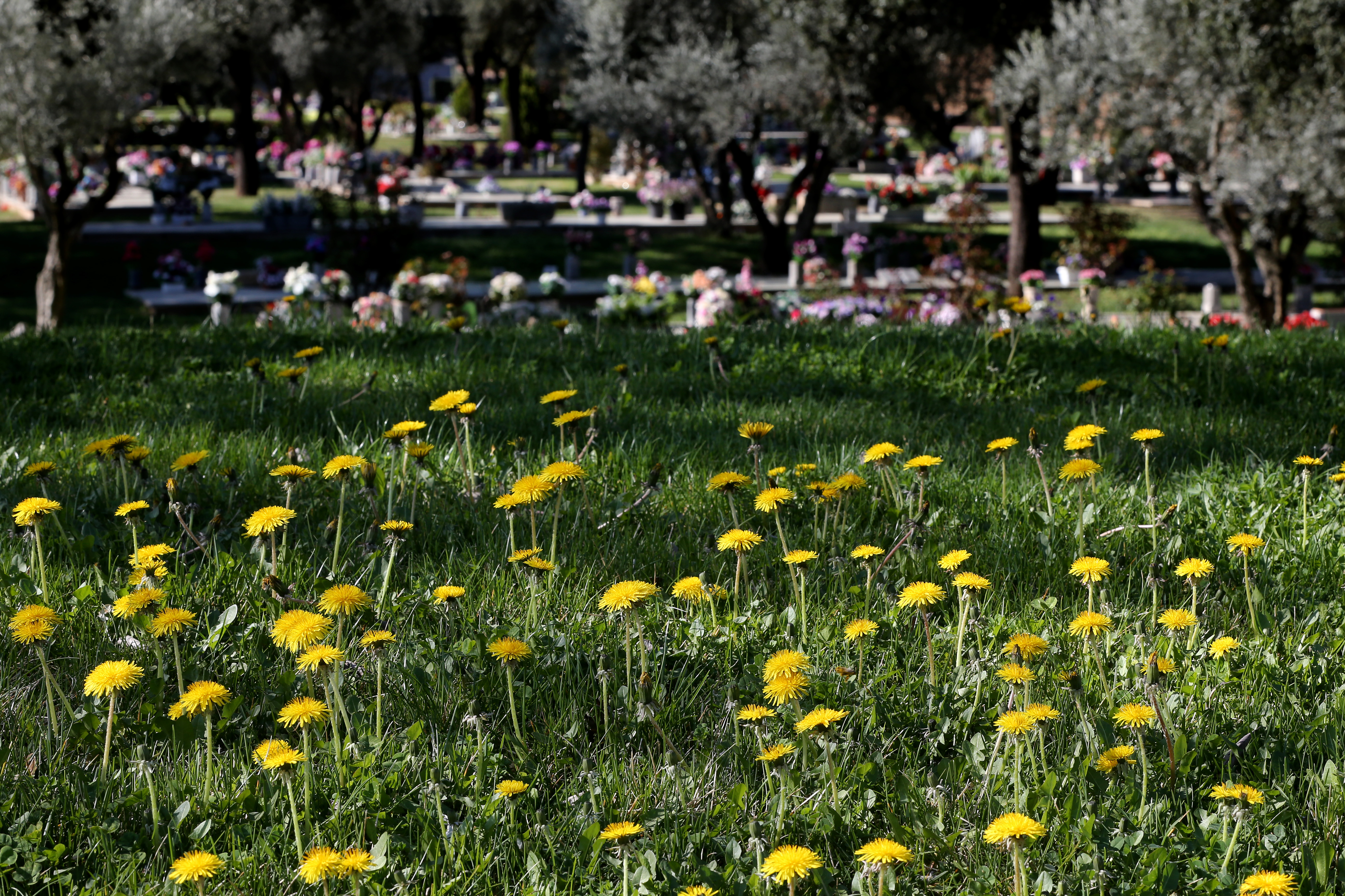 Bronca familiar al intentar plantar un árbol y esparcir las cenizas del fallecido