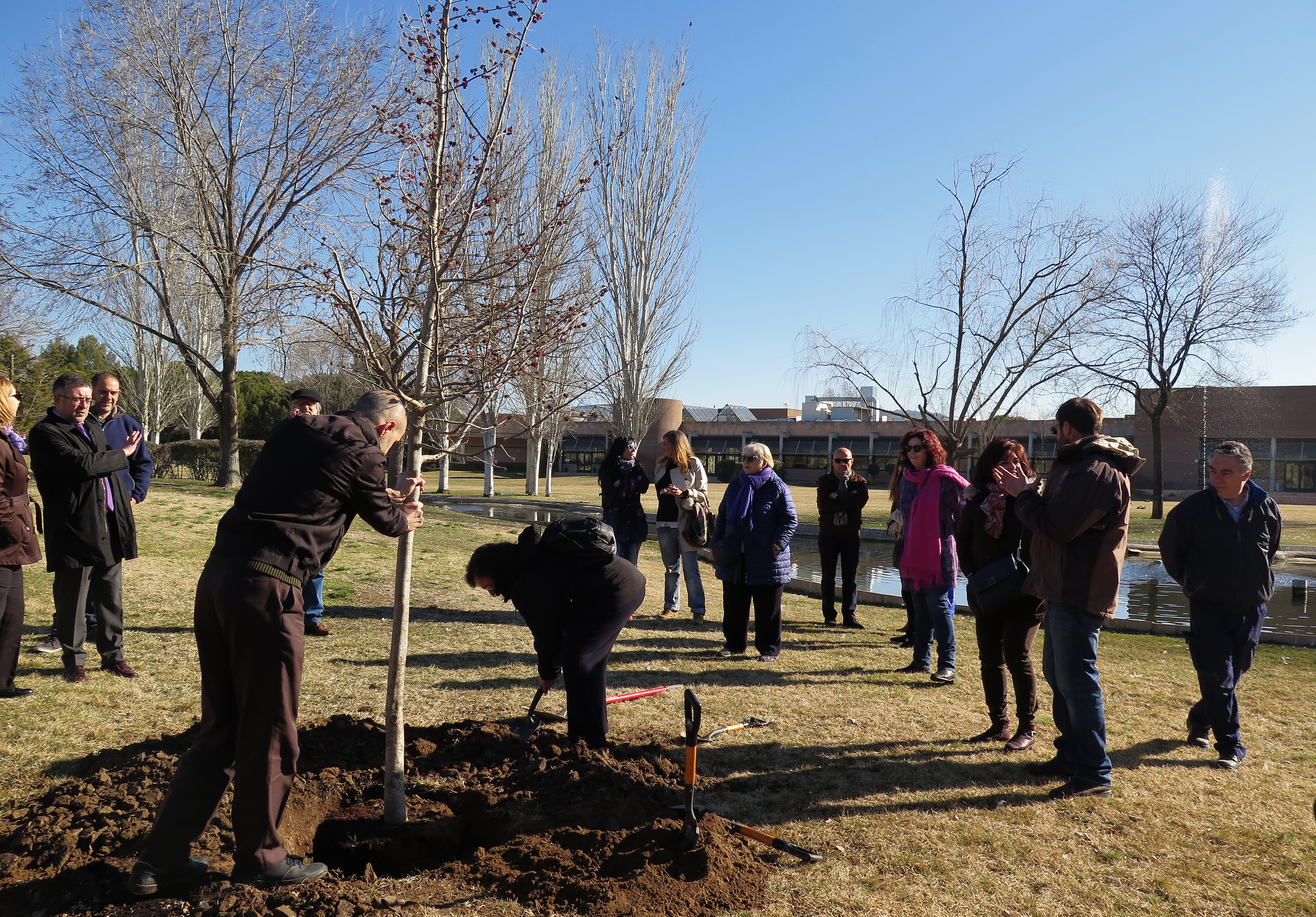 Ayuntamiento de Alcalá de Henares y Asociación Bahai's plantan una parrotia pérsica en Cementerio Jardín