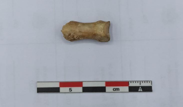 Se descubre en Zaragoza el primer caso en la península del rito funerario ‘os resectum’