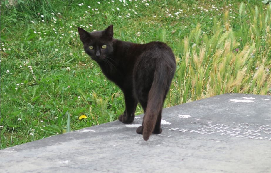 Animalistas de Zamora protestan por la decisión del Ayuntamiento de reubicar los gatos del cementerio
