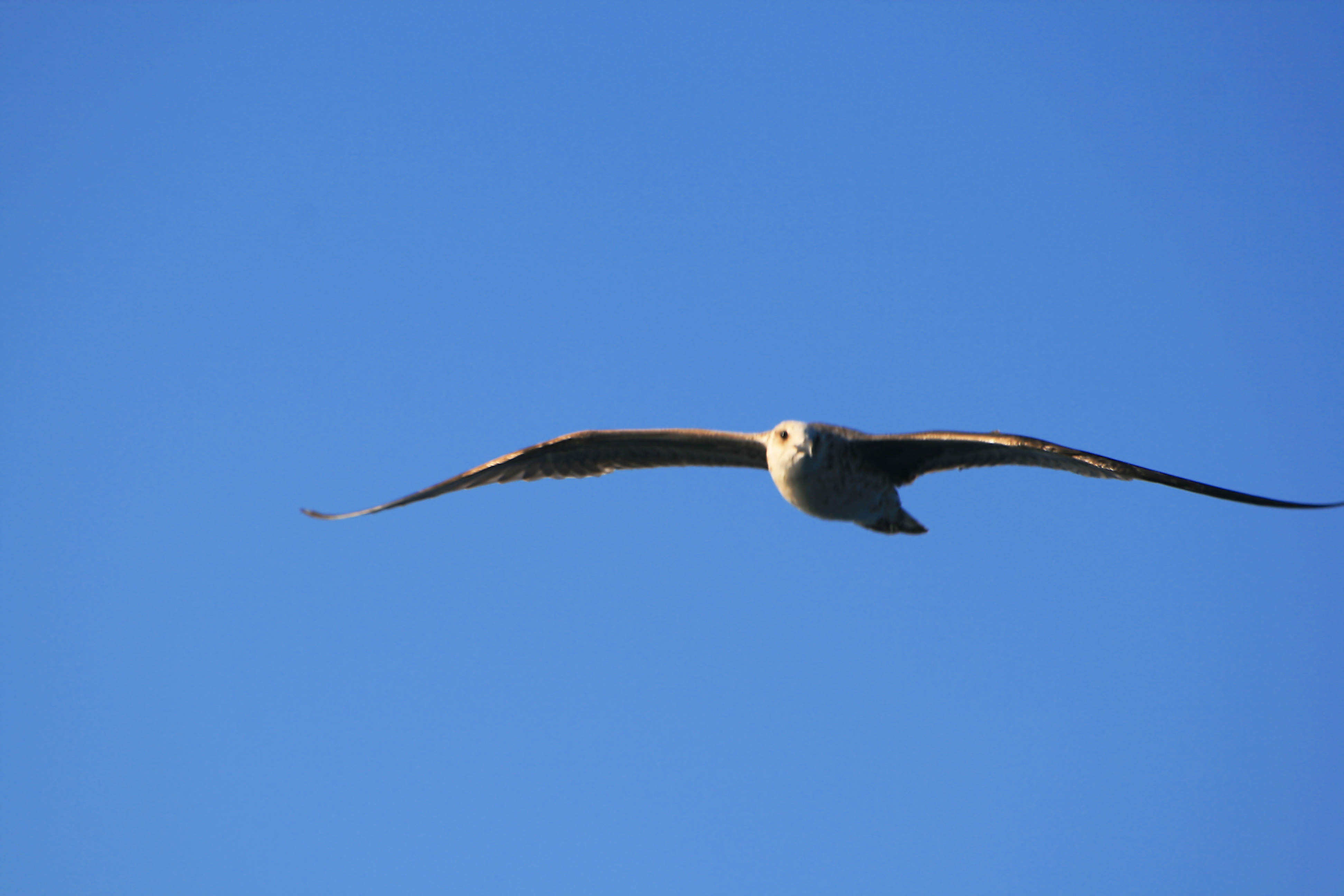 El ‘revuelo’ de las gaviotas patiamarillas que atacan en los cementerios