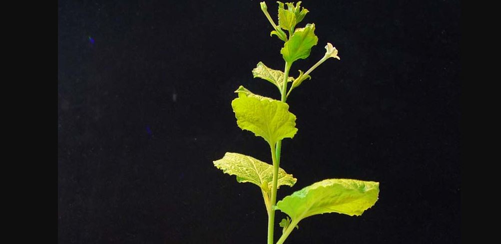 Un equipo internacional con participación del CSIC publica el genoma de la 'Nicotiana benthamiana’ para producir vacunas contra Covid-19