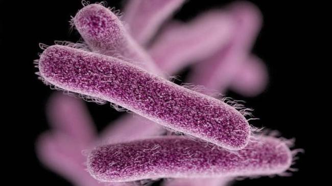 Una investigadora navarra desarrolla en fase preclínica una nueva vacuna contra la Shigelosis, causante de 200.000 muertes al año en el mundo