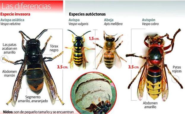 La primera hora transcurrida tras la picadura de una avispa para una persona alérgica es determinante 