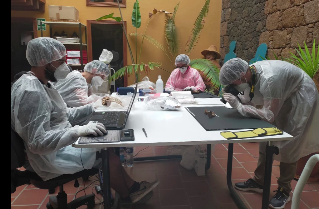 Las universidades públicas canarias estudian muestras para tener datos genéticos de los bimbaches